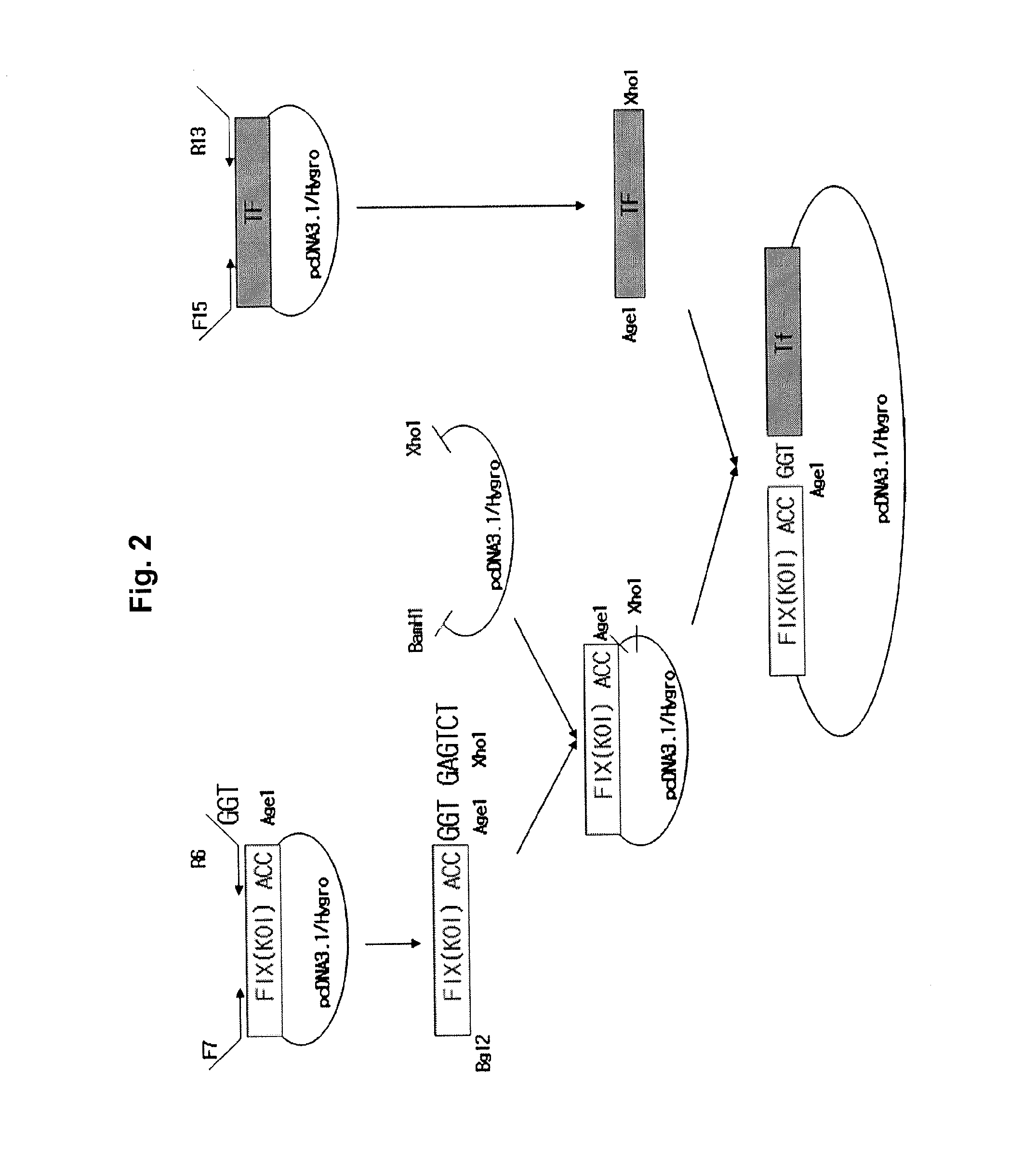 Fusion protein having factor ix activity