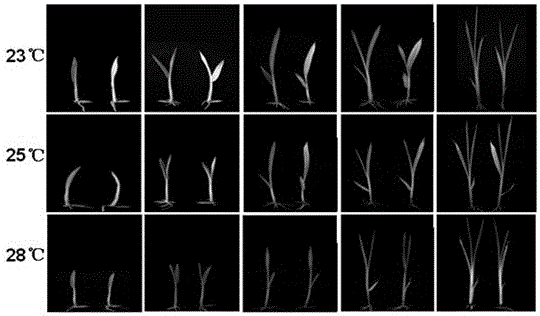 A protein regulating leaf color at low temperature and its gene and application