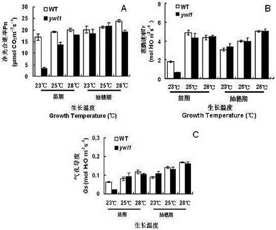 A protein regulating leaf color at low temperature and its gene and application