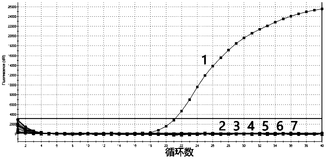 Specific primer, probe and quick detection kit for detecting macrobrachium rosenbergii flavivirus-1