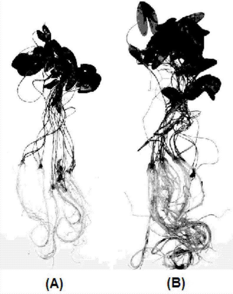 Growth promoting rhizobacteria of strain of semen euryales and application thereof as well as microbial inoculum