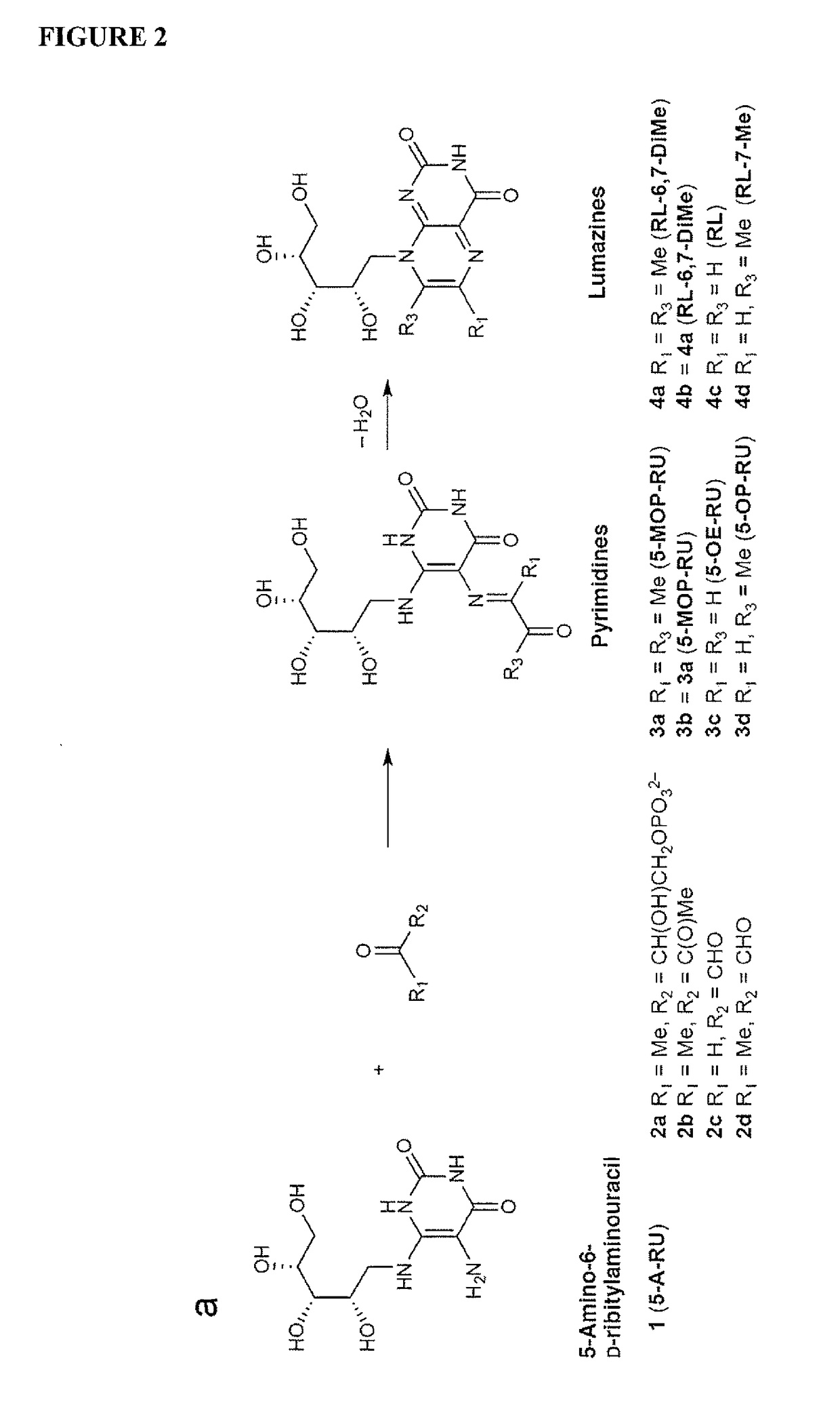 Immunological reagents and uses therefor