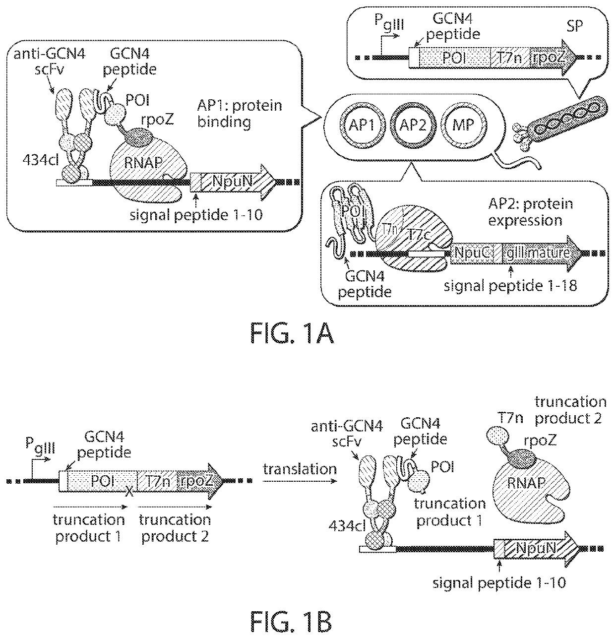 Evolution of cytidine deaminases