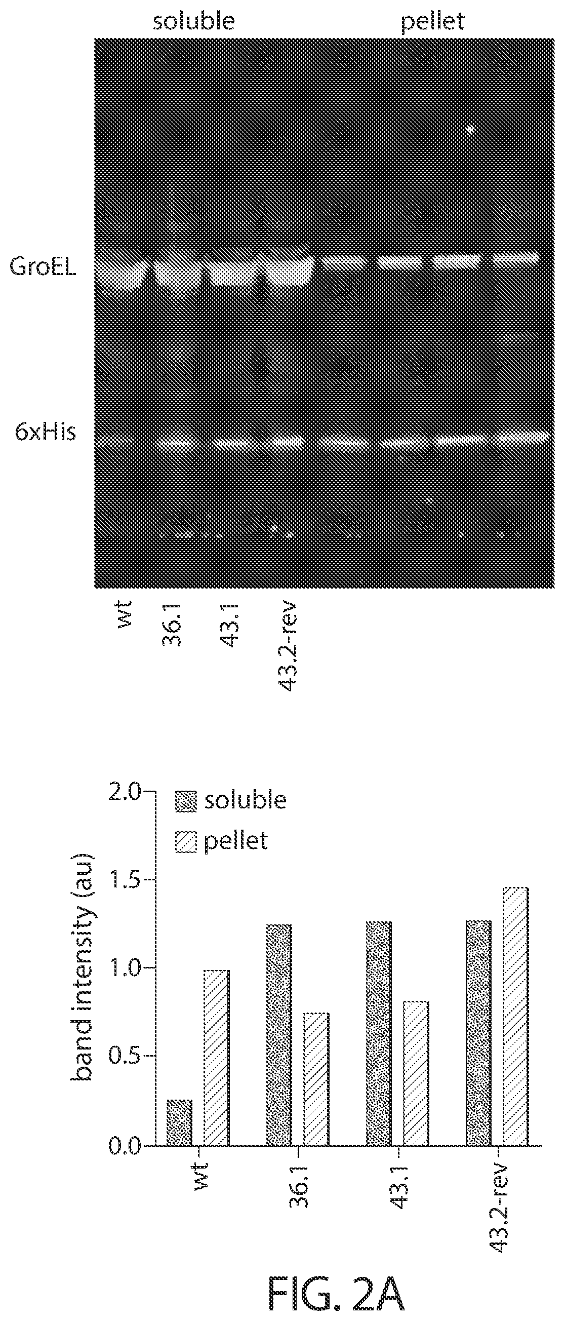 Evolution of cytidine deaminases