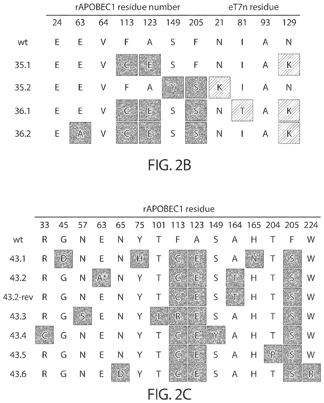 Evolution of cytidine deaminases