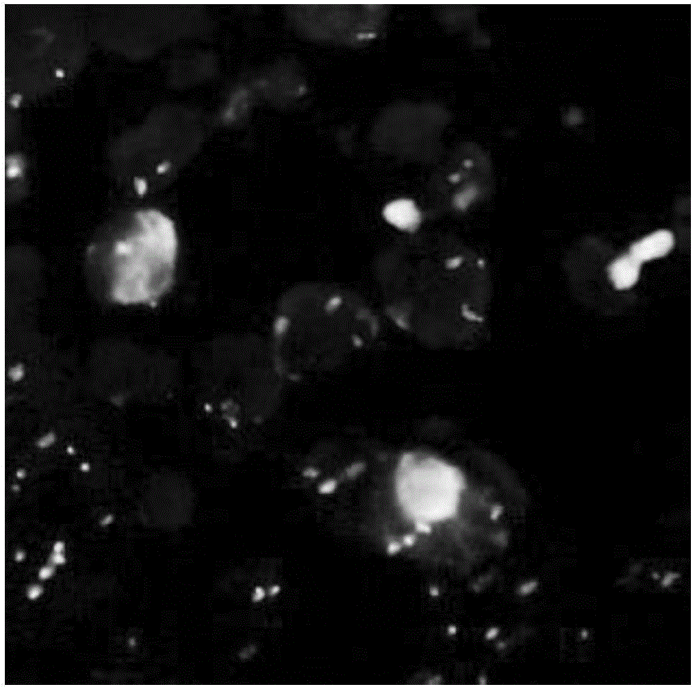 Pretreatment liquid and pretreatment method used for fluorescence in situ hybridization of FFPE tissue slices