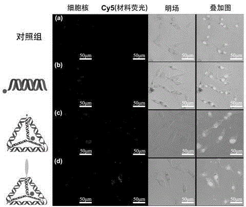 Targeted DNA nano-probe and preparation and application thereof