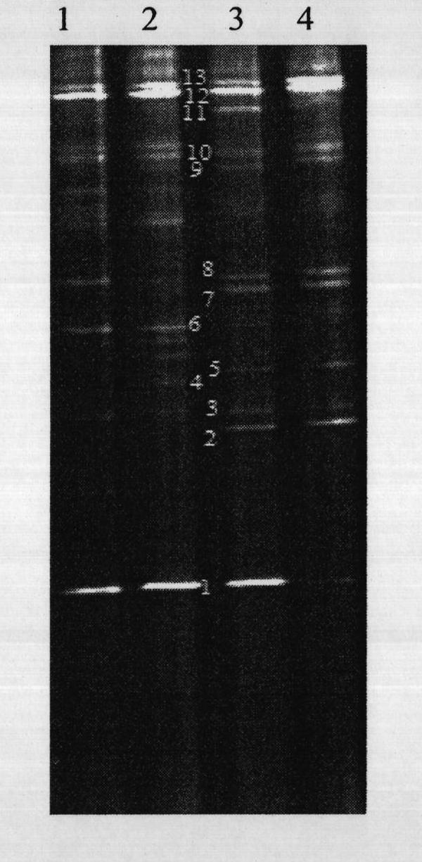 Method for studying structural diversity of daqu bacterial community