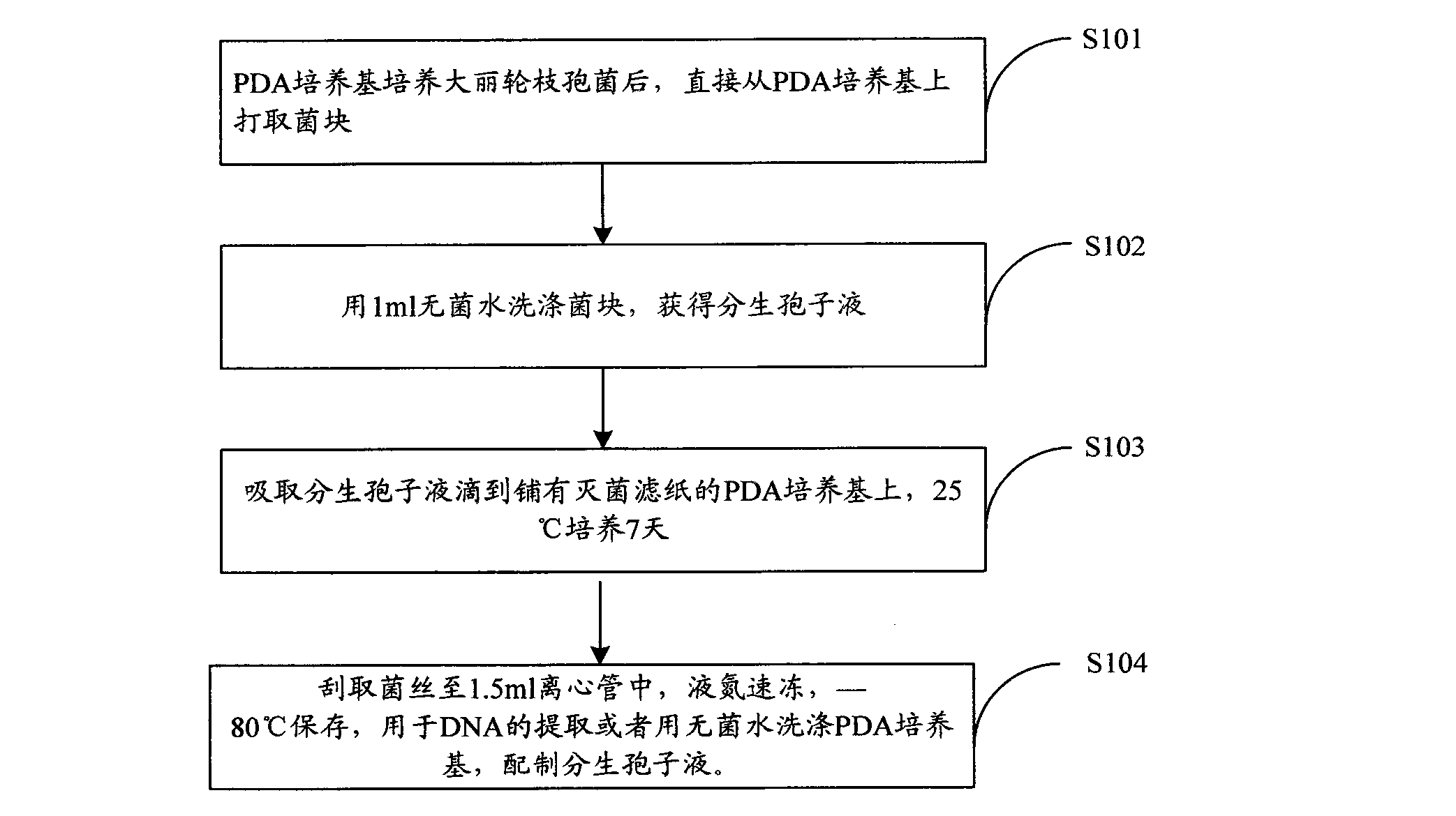 Method for quickly culturing verticillium dahliae