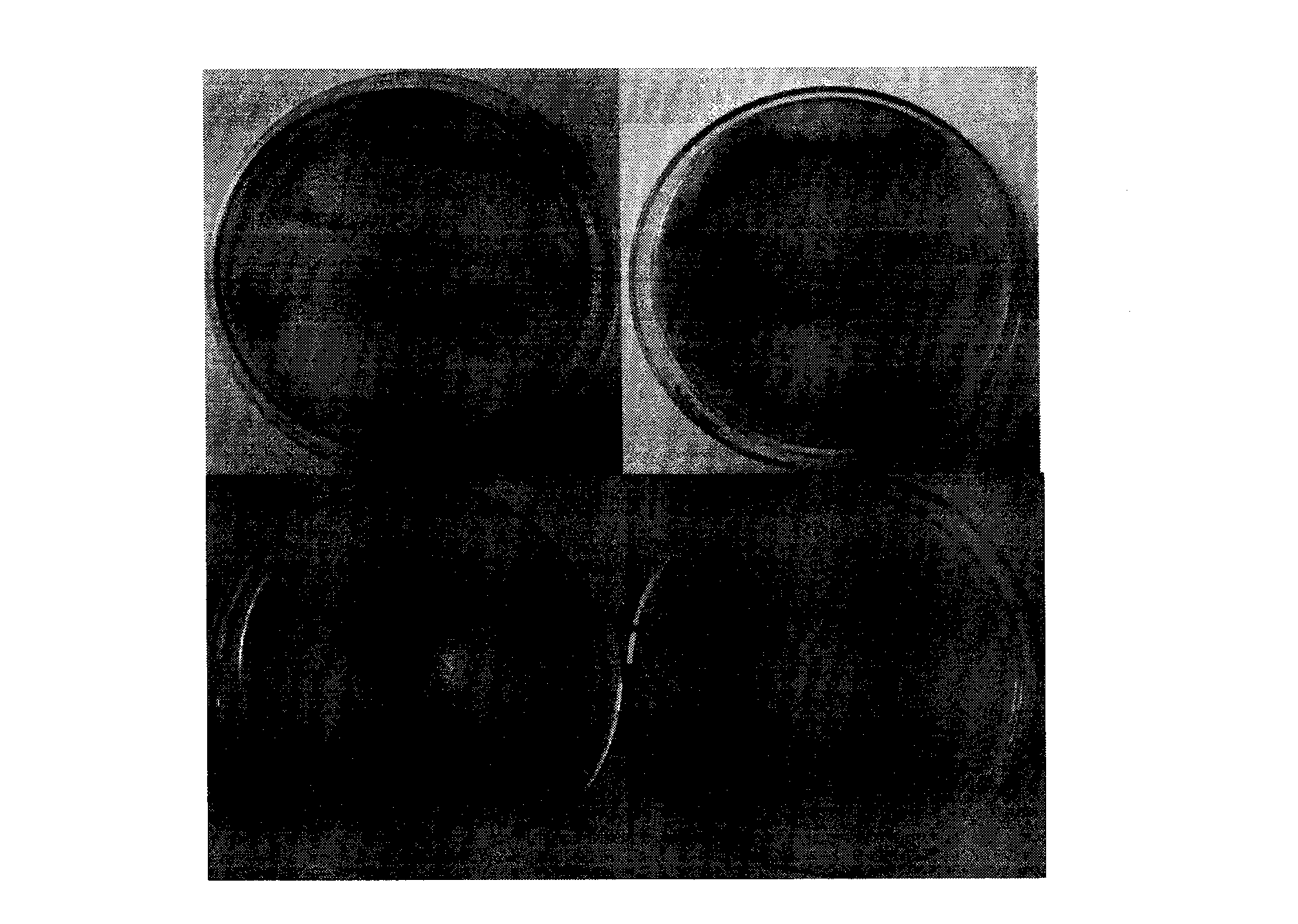 Method for quickly culturing verticillium dahliae