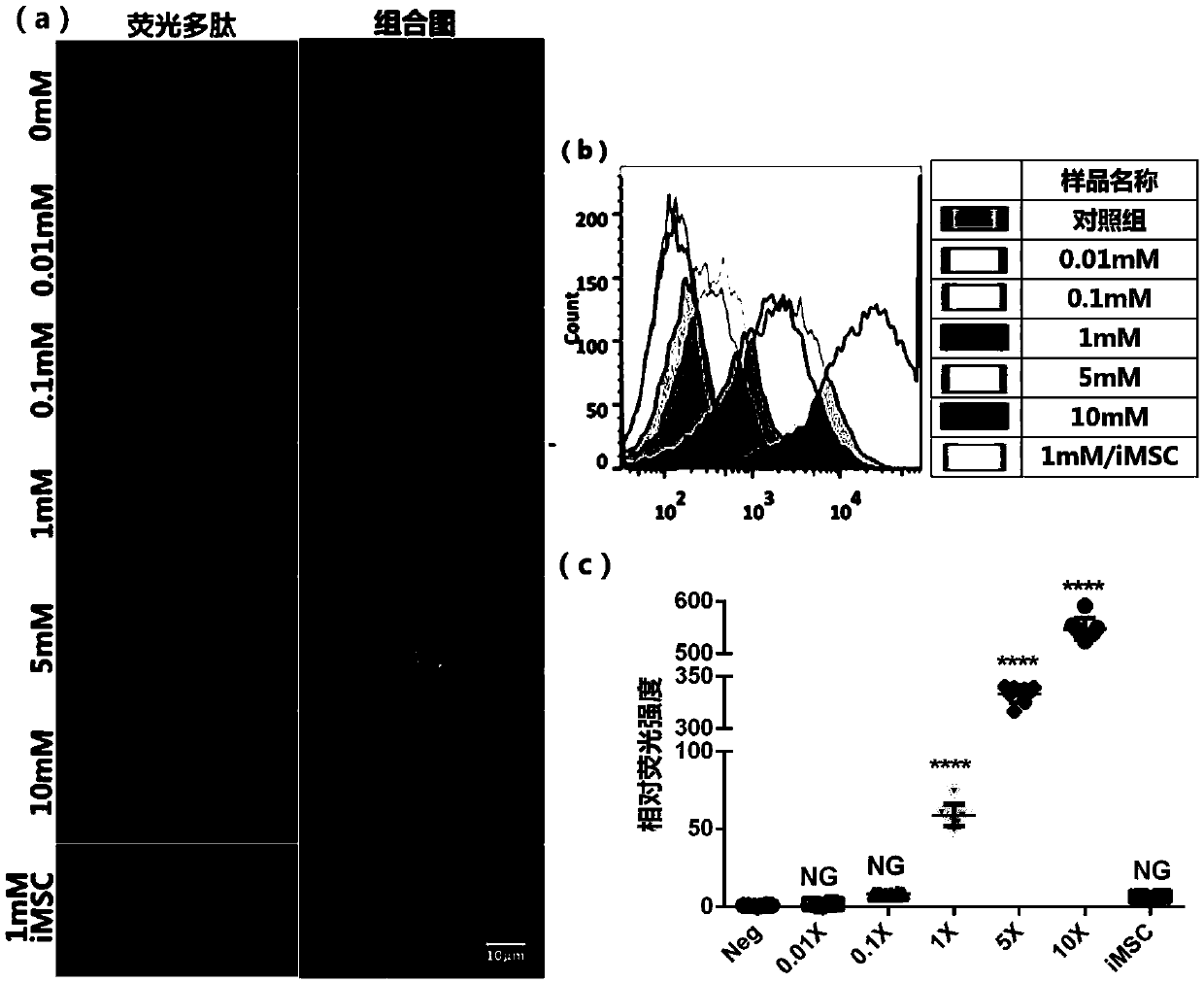 Glutamine transaminase mediated cell membrane surface modification method