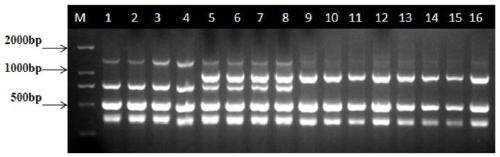 Multi-PCR primers, method and kit for simultaneously detecting four kinds of enterotoxigenic fungi of pollution of traditional Chinese medicinal materials