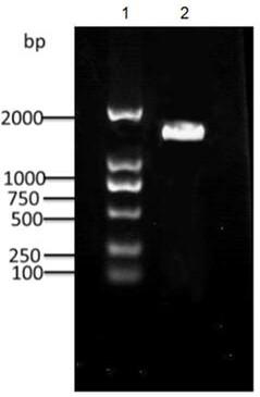 HMG-CoA synthetase gene RKHMGCS and application thereof