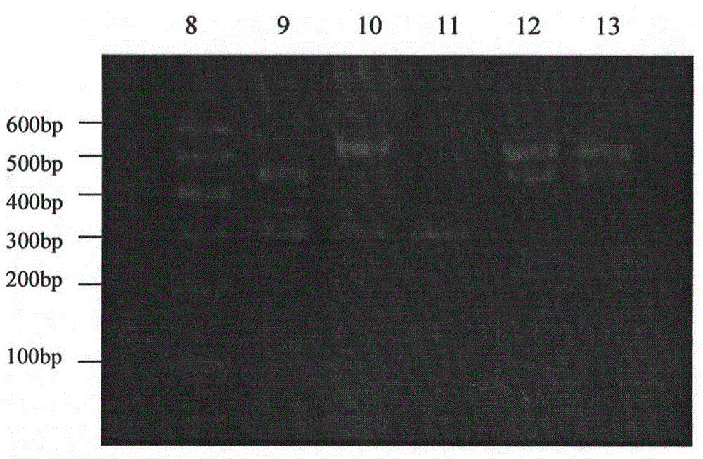 Semi-nested-multiple PCR (Polymerase Chain Reaction) method for discerning authenticity of donkey-hide gelatin