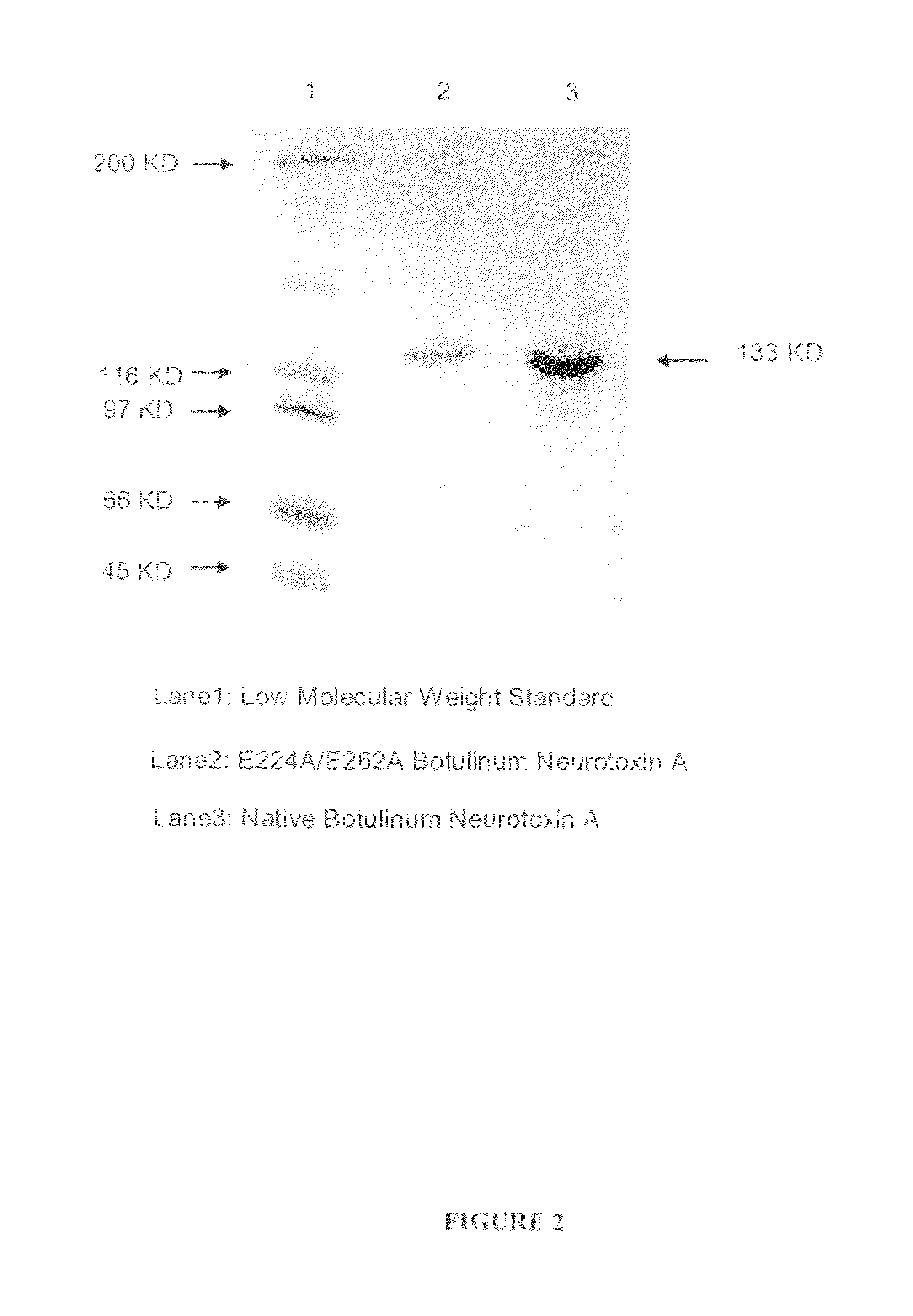 Detoxified recombinant botulinum neurotoxin