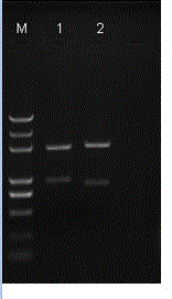 Method for constructing eukaryotic expression vector by virtue of designing multiple cloning sites (MCS)