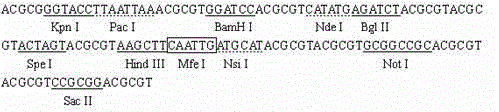 Method for constructing eukaryotic expression vector by virtue of designing multiple cloning sites (MCS)