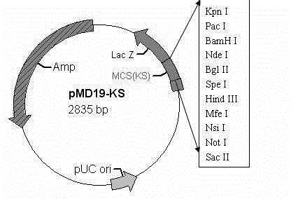 Method for constructing eukaryotic expression vector by virtue of designing multiple cloning sites (MCS)