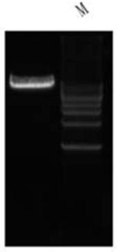 A method for obtaining gene-edited sheep by RNA-mediated specific knockout of double genes and its dedicated sgRNA