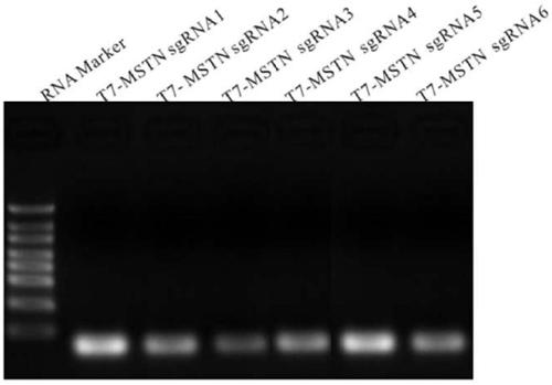 A method for obtaining gene-edited sheep by RNA-mediated specific knockout of double genes and its dedicated sgRNA