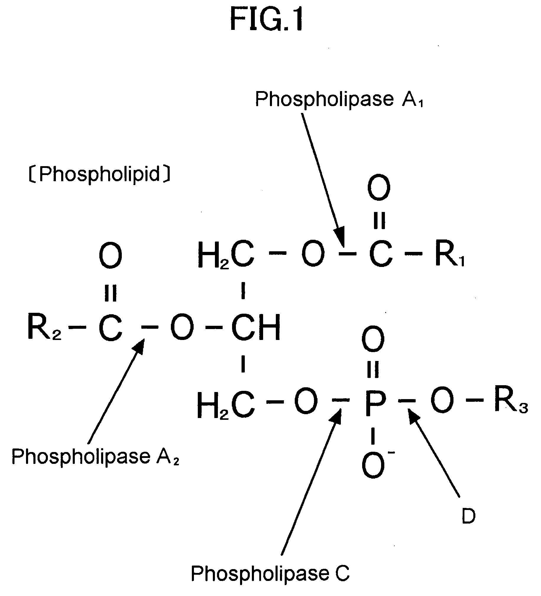 Novel Microbe, Lipid Modifying Agent, Process for Producing 2-Acyl-Lysophospholipid, Process for Producing Diacylglycerol, Process for Producing Ceramide, and Method of Degumming Oil or Fat