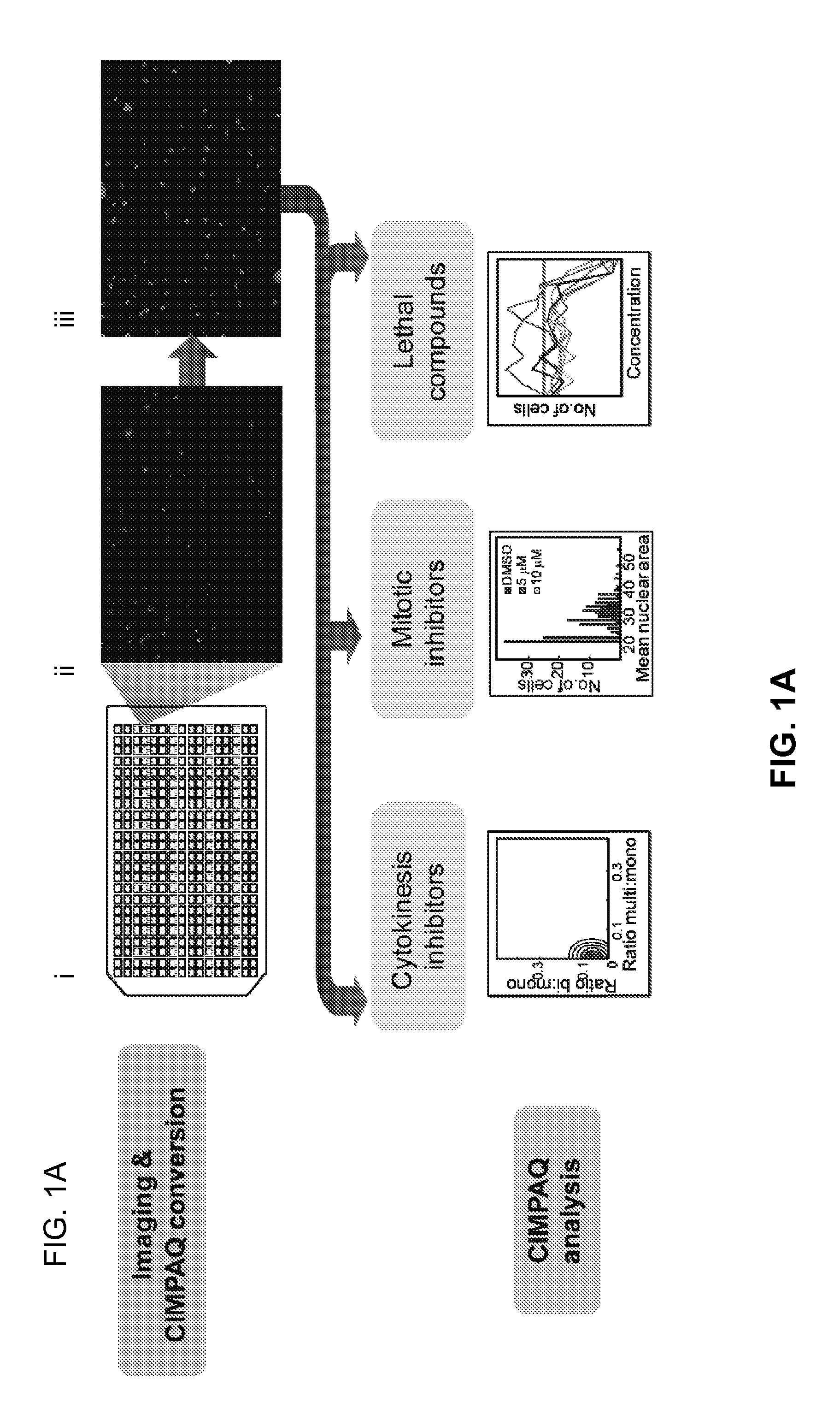 Activators of myosin ii for modulating cell mechanics