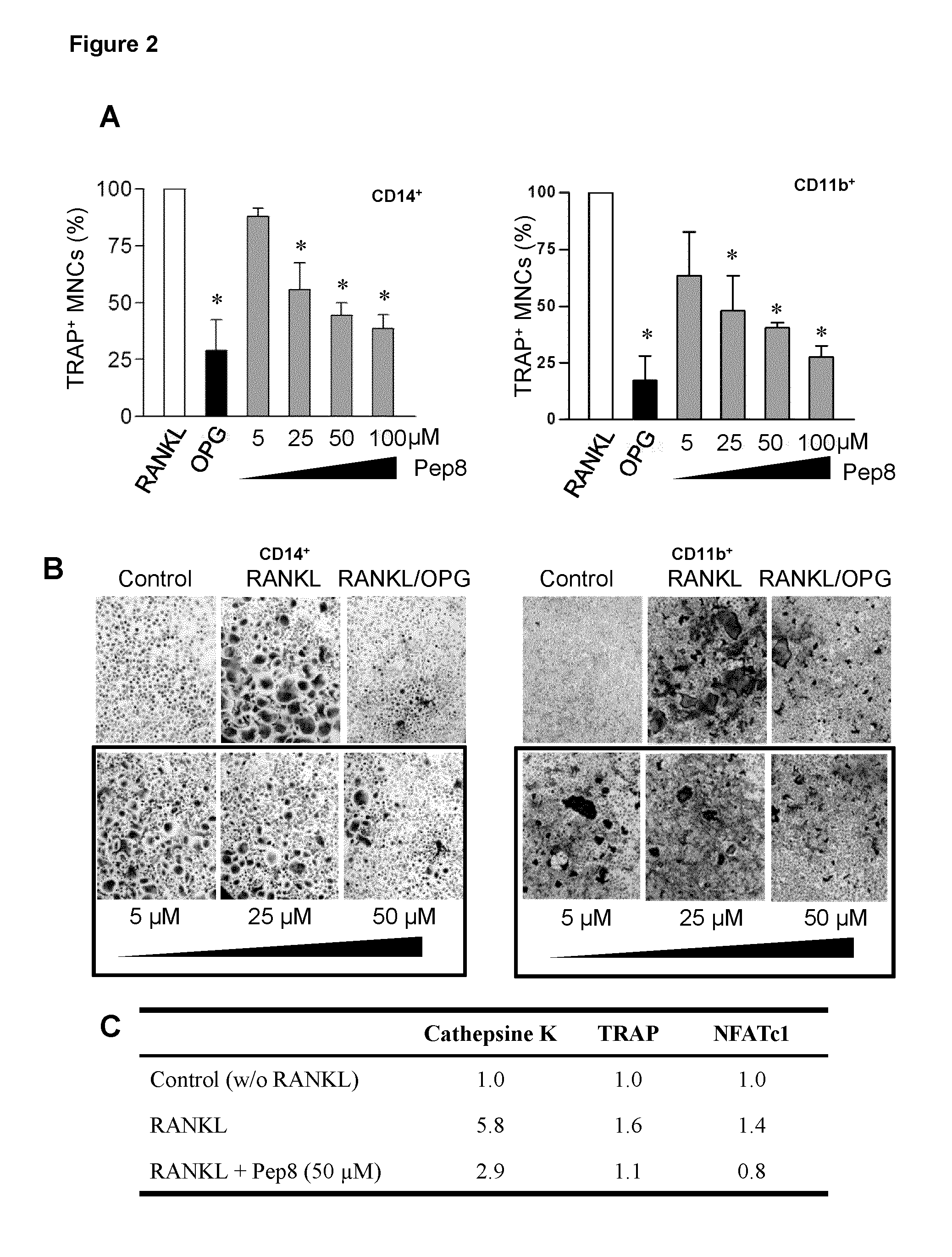 Peptides targeting receptor activator of nuclear factor-κB (RANK) and their applications