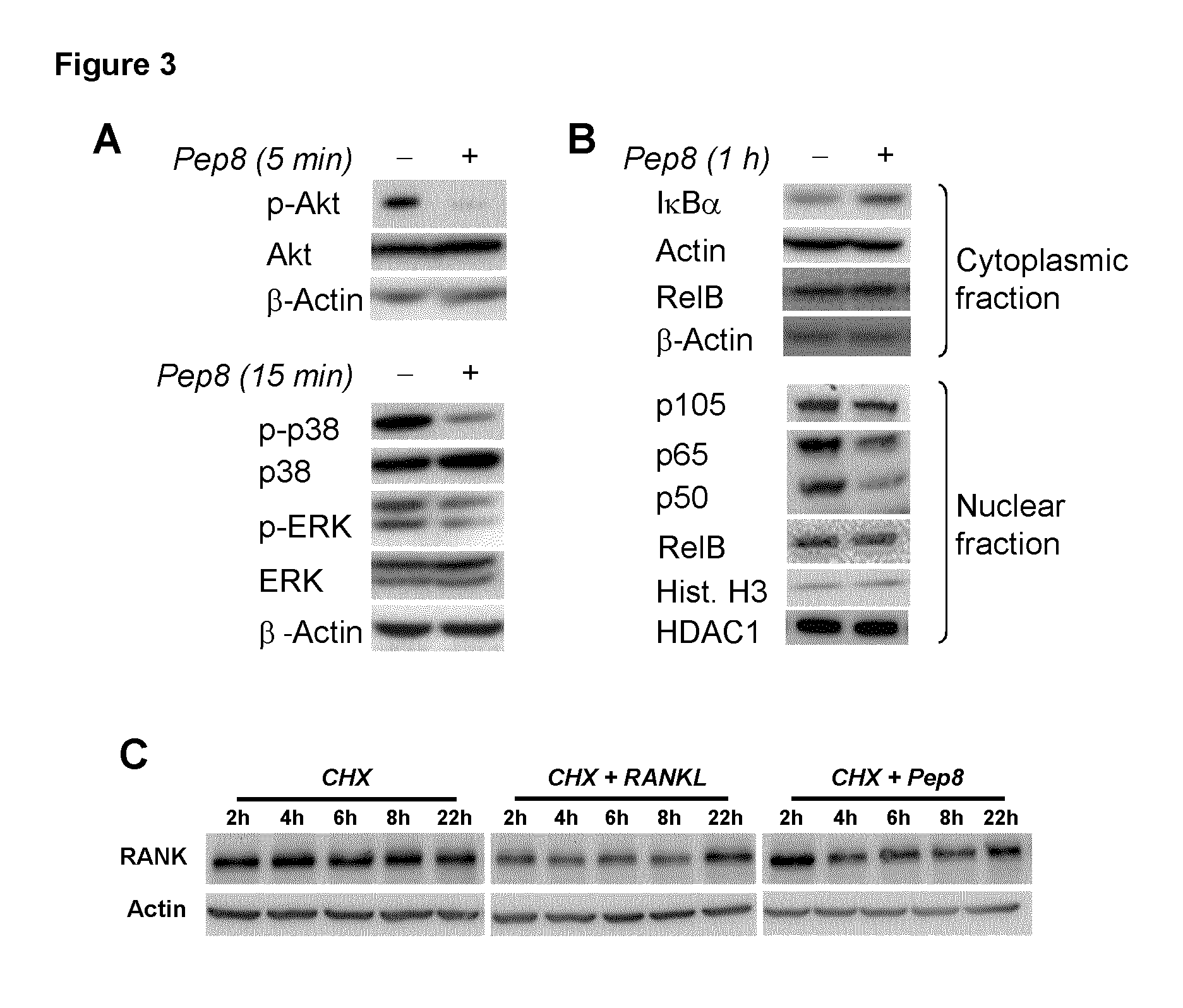 Peptides targeting receptor activator of nuclear factor-κB (RANK) and their applications