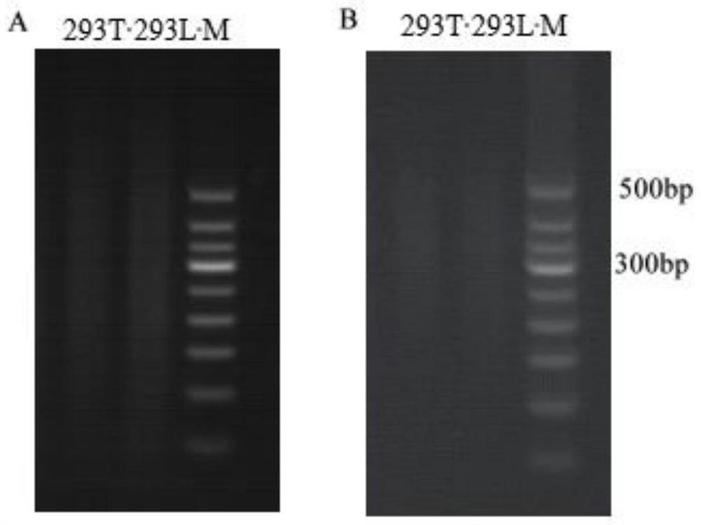 Sequencing library construction method for detecting lentivirus insertion sites, and lentivirus insertion site detection method