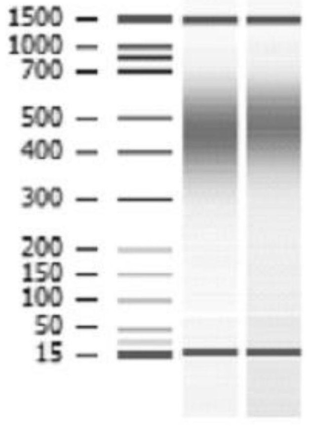 Sequencing library construction method for detecting lentivirus insertion sites, and lentivirus insertion site detection method