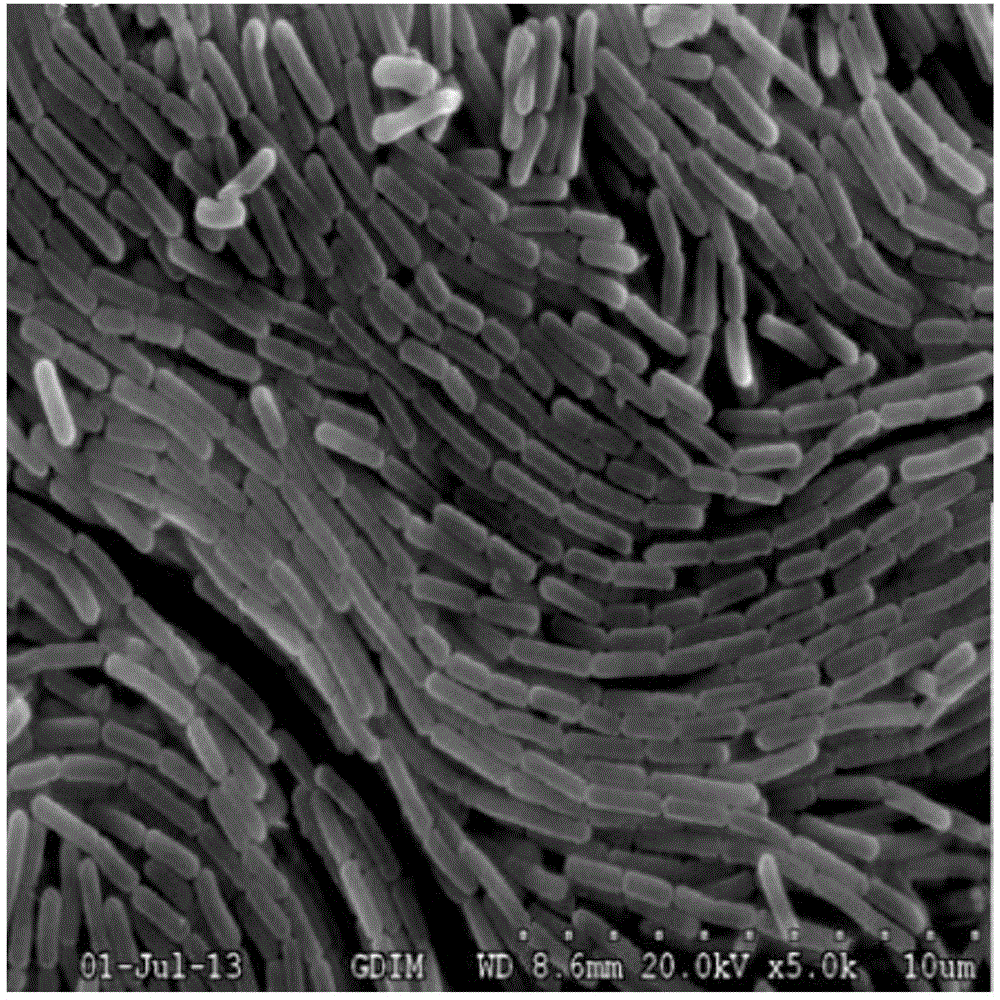 Novel strain with azo decoloration capacity and application of novel strain