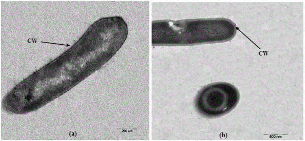 Novel strain with azo decoloration capacity and application of novel strain