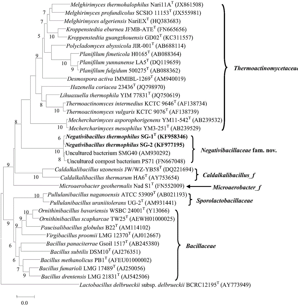 Novel strain with azo decoloration capacity and application of novel strain