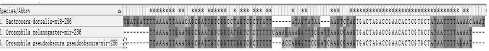 miR-286 inhibitor related to reproductive development of bactrocera dorsalis and application of miR-286 inhibitor