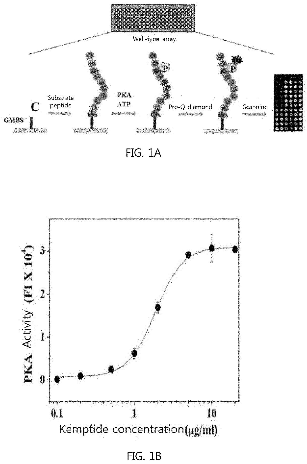 Composition for diagnosing cancer using pka activity and information providing method for diagnosing metastasis