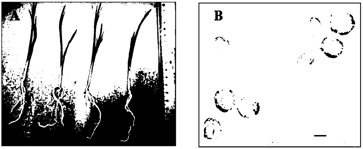 Iris ensata thunb mesophyll protoplast and preparation method thereof