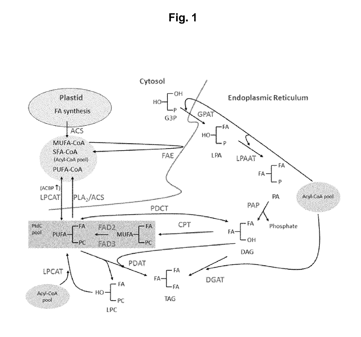 Genetically altered plants producing fatty acids