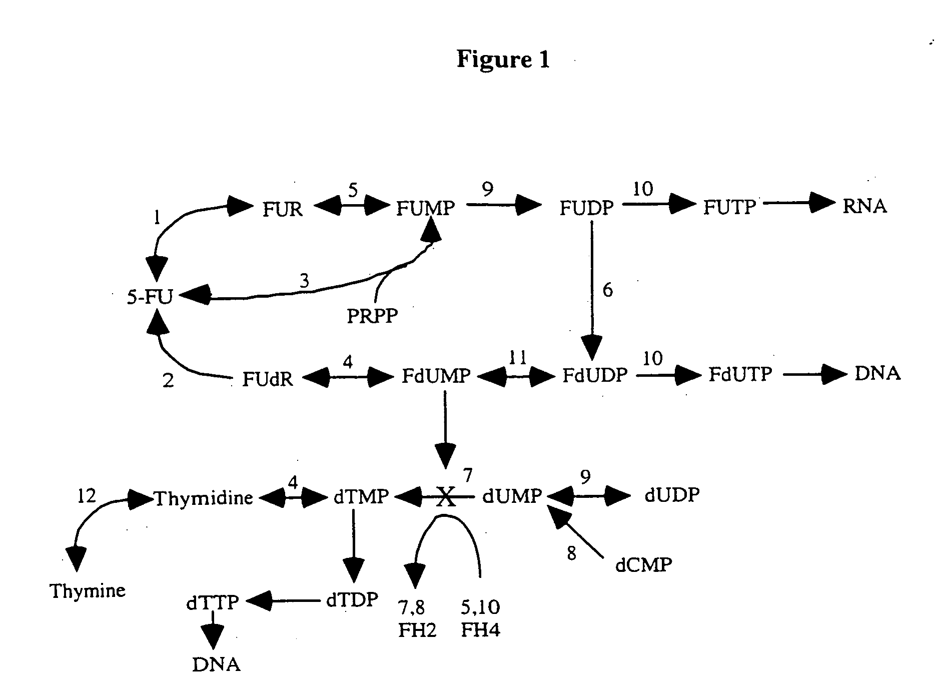 Gene sequence variances in genes related to folate metabolism having utility in determining the treatment of disease