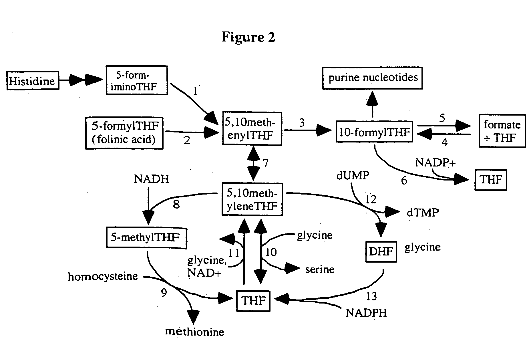 Gene sequence variances in genes related to folate metabolism having utility in determining the treatment of disease