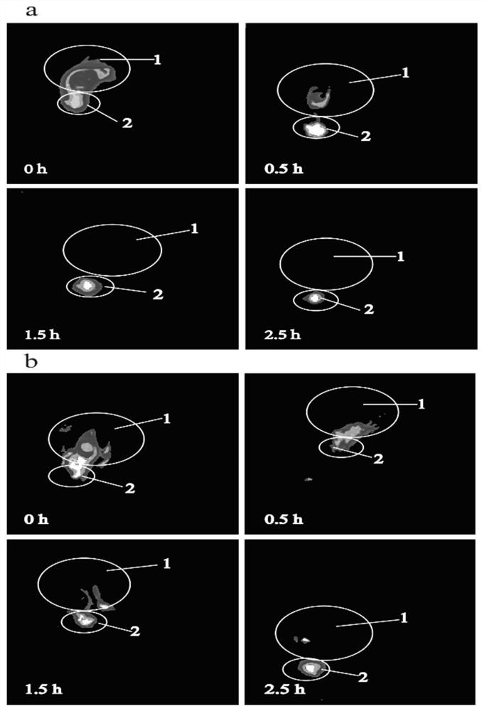 Cattera modified coat hydrochloric acid -based nano -lipid -oriented eye preparation and preparation method