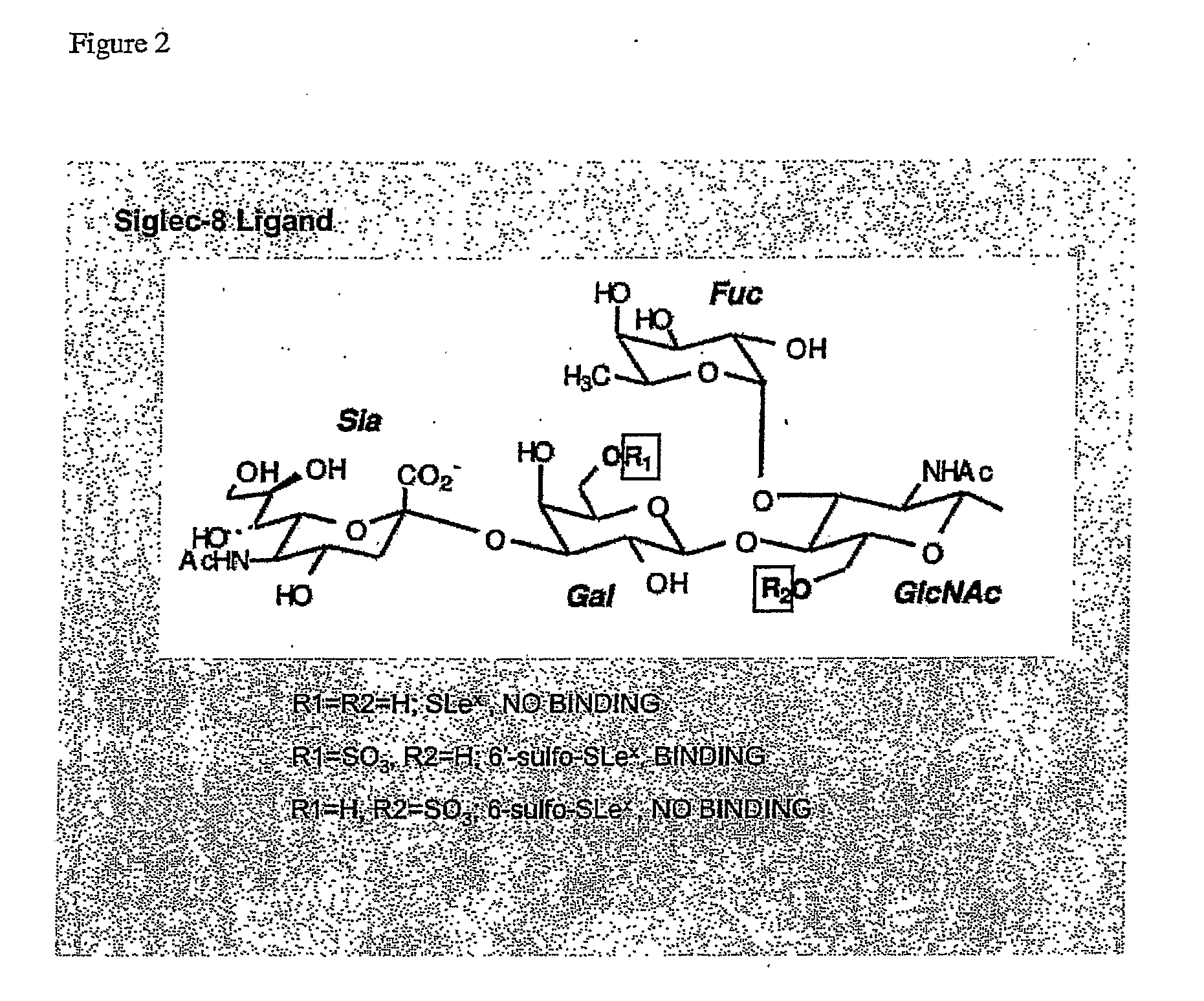 Methods and Compositions For Treating Diseases and Disorders Associated With Siglec-8 Expressing Cells