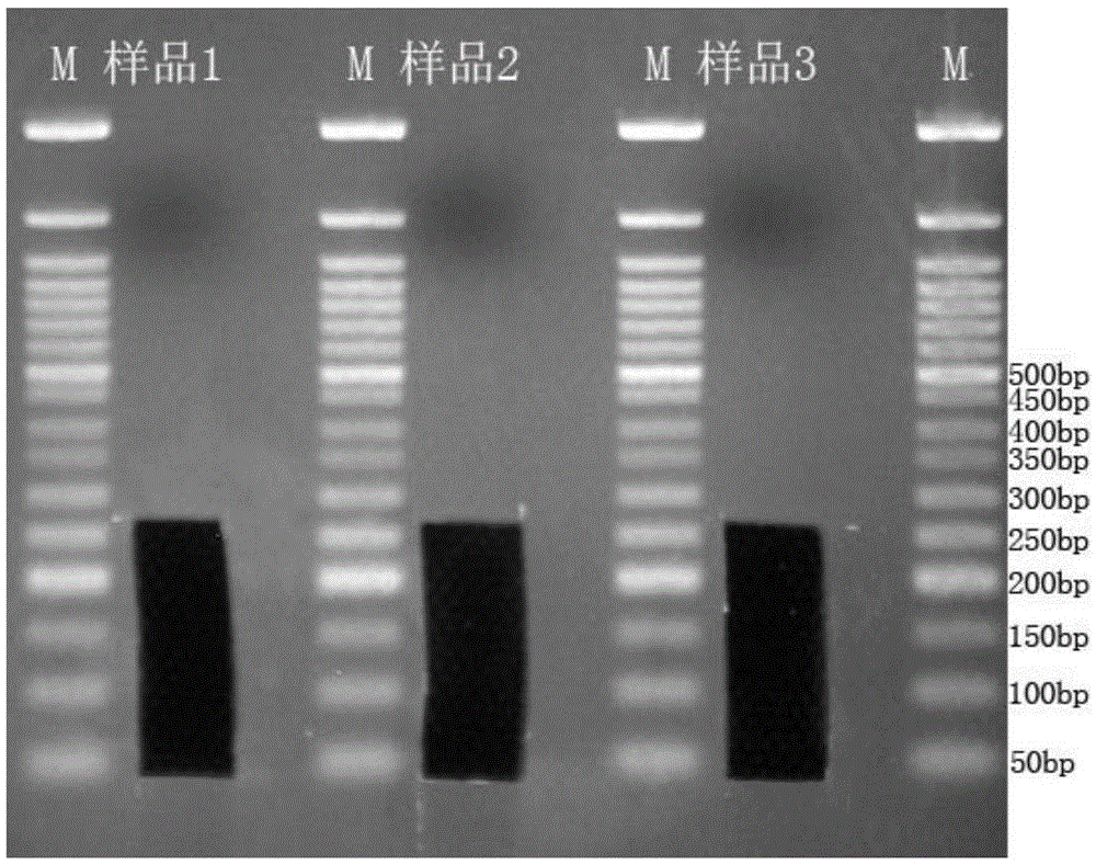 High throughput library construction method for small RNA of prokaryote