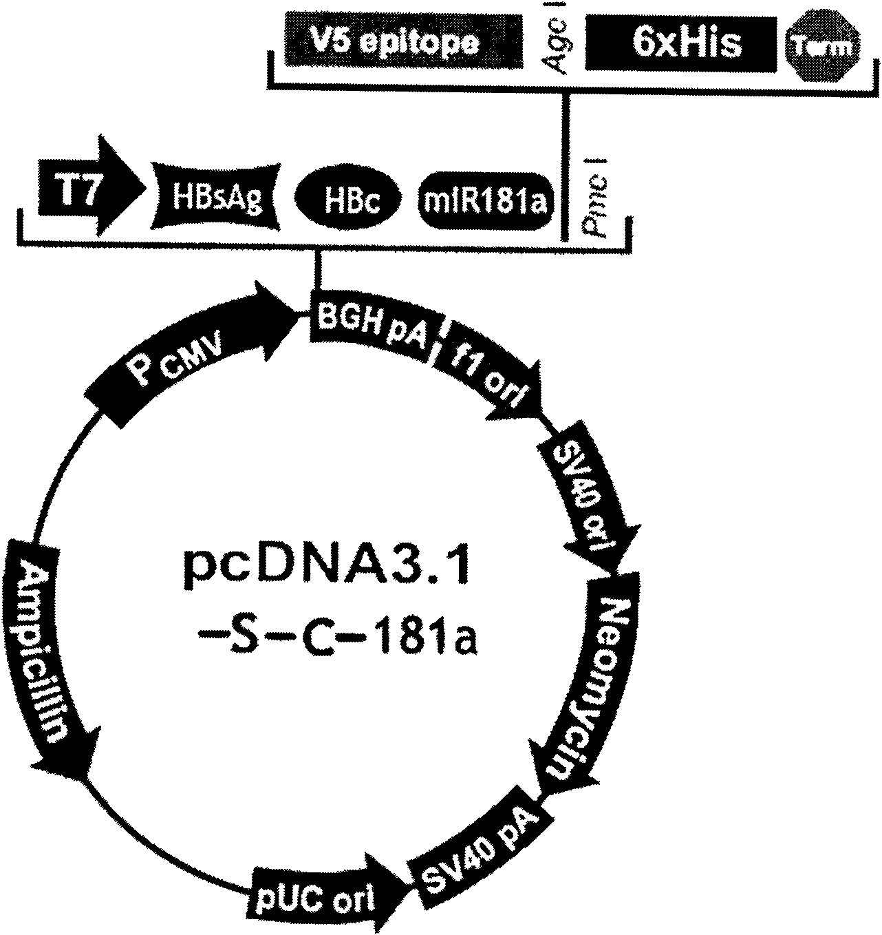 Hepatitis B nucleic acid vaccine and construction method thereof