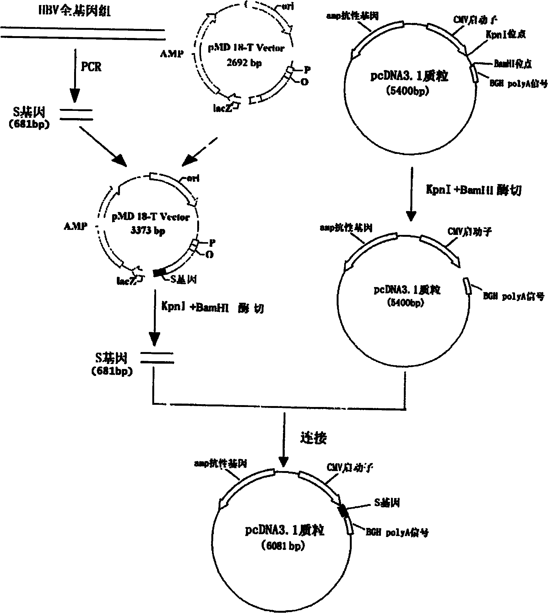 Hepatitis B nucleic acid vaccine and construction method thereof