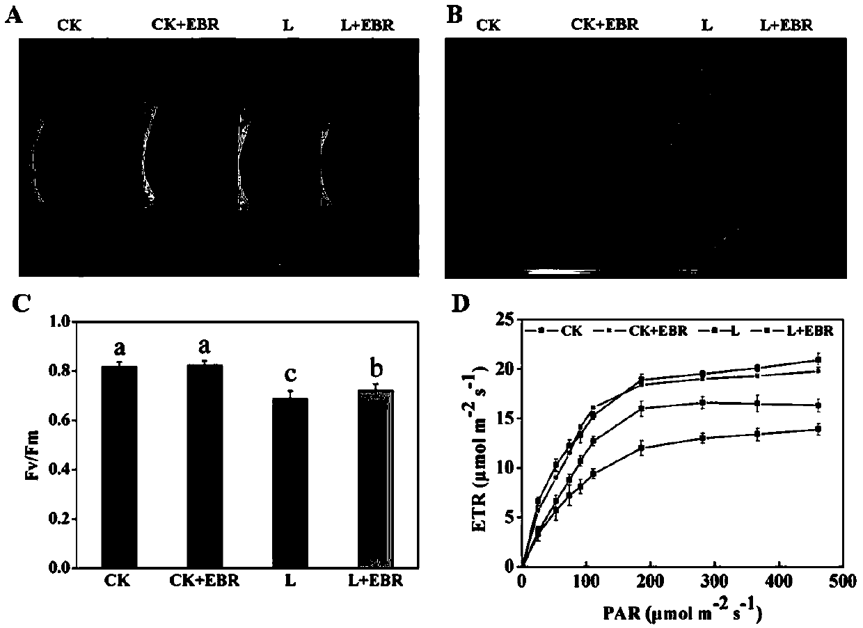 Method for relieving low-temperature stress injury of chili seedlings