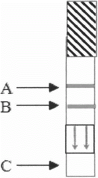 Saliva/urine antibody colloidal gold detection technology for hepatitis C virus (HCV) and preparation method