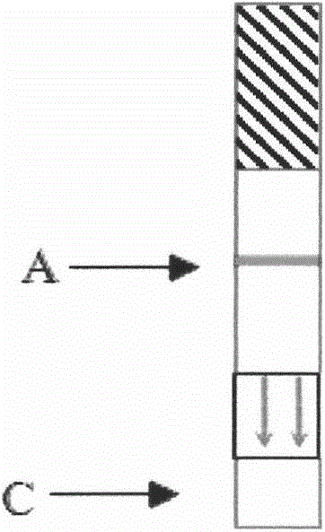 Saliva/urine antibody colloidal gold detection technology for hepatitis C virus (HCV) and preparation method