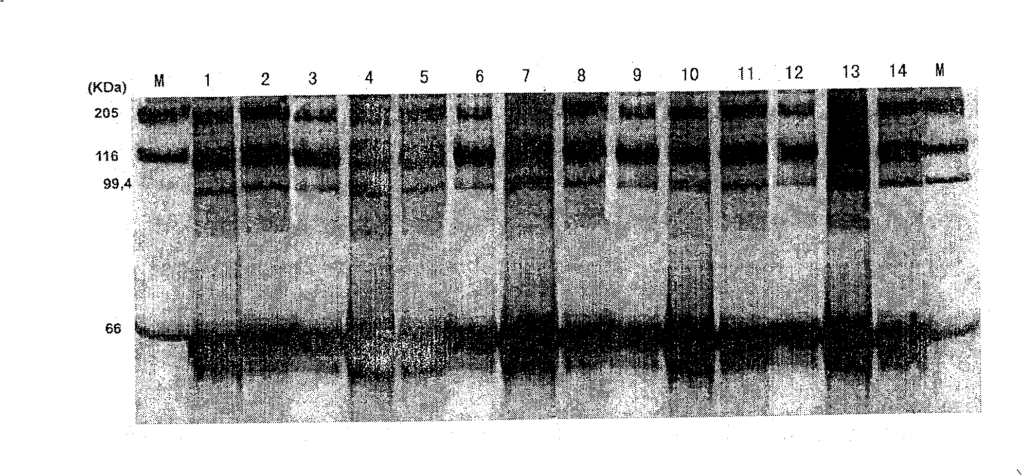 Method for extracting rabies virus