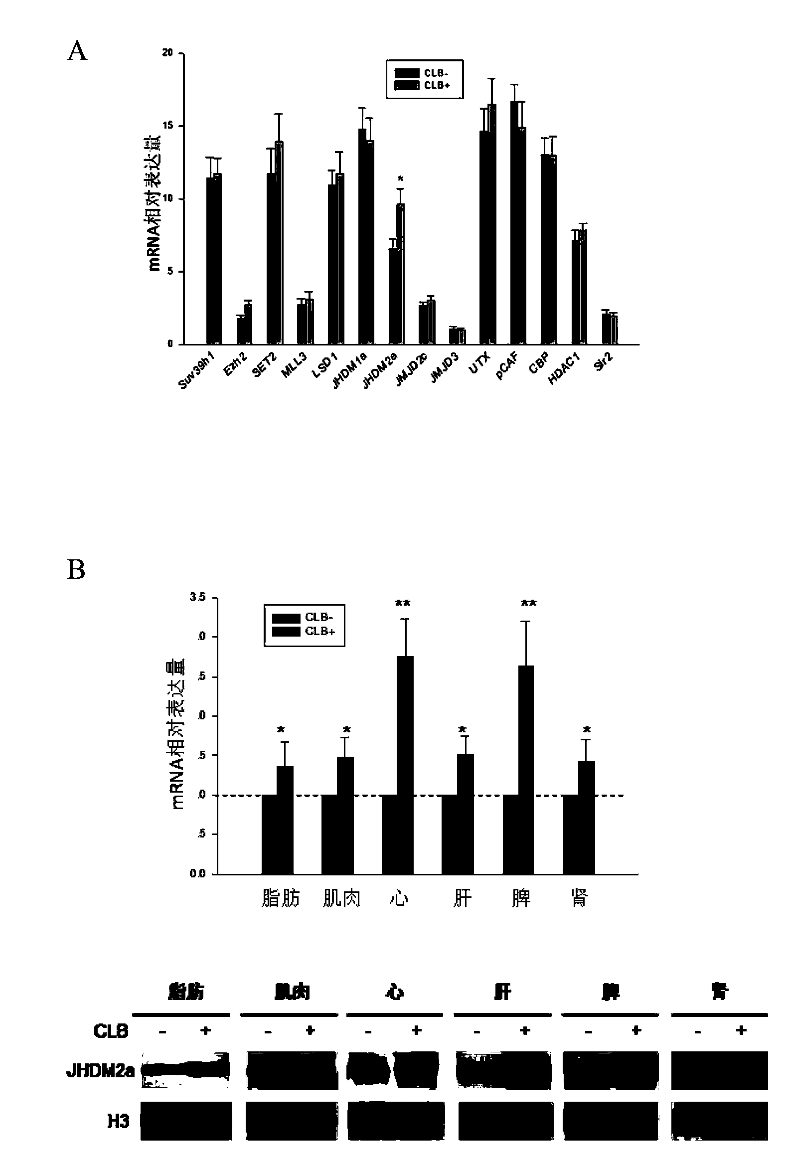 Applications of transcription factor CREB in JHDM2A gene expression regulation and pig lipid deposition reduction