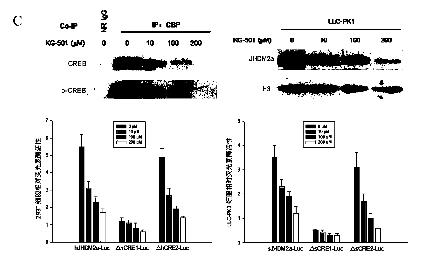 Applications of transcription factor CREB in JHDM2A gene expression regulation and pig lipid deposition reduction